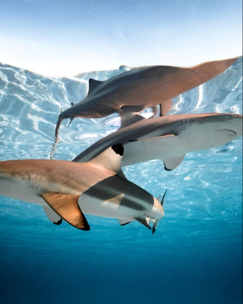 Stunning Underwater Photography Of Marine Life By Rachel Moore Stunning Underwater Photography Of Marine Life By Rachel Moore