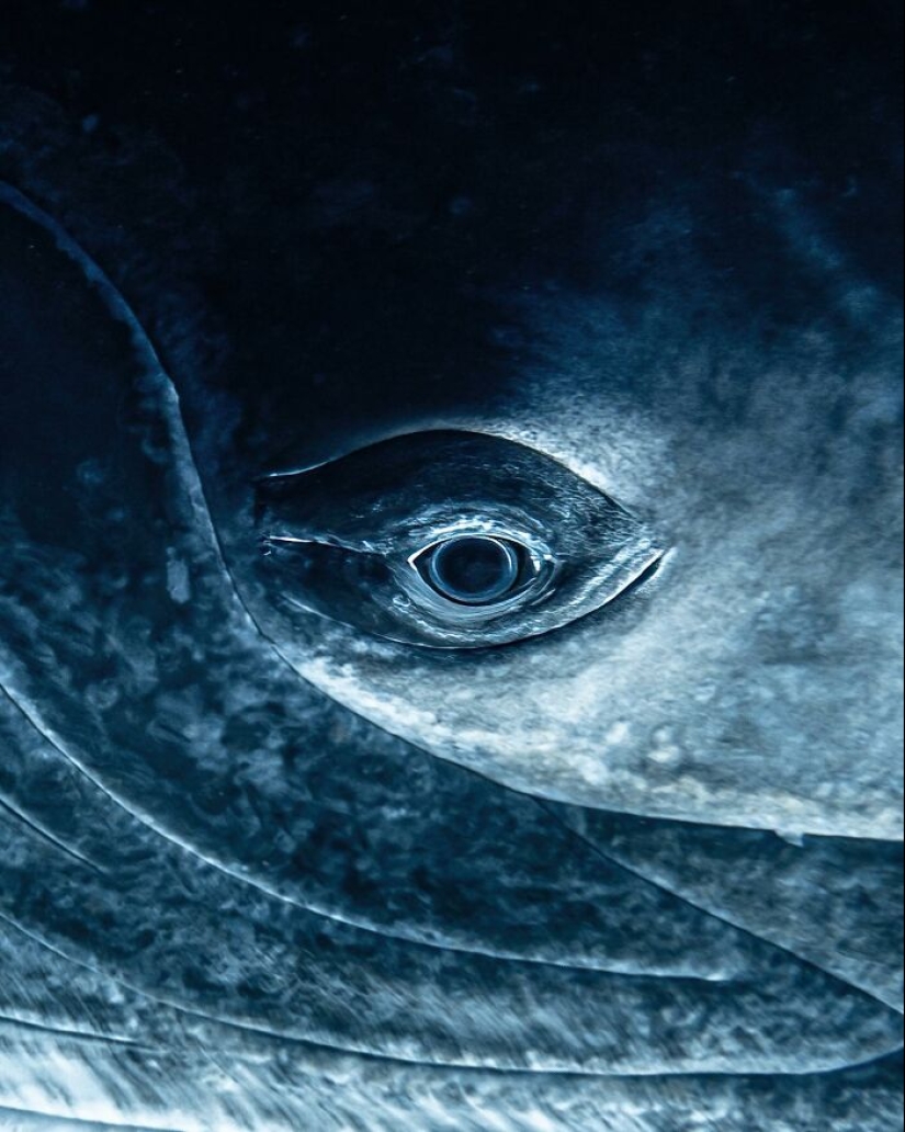 Stunning Underwater Photography Of Marine Life By Rachel Moore Stunning Underwater Photography Of Marine Life By Rachel Moore