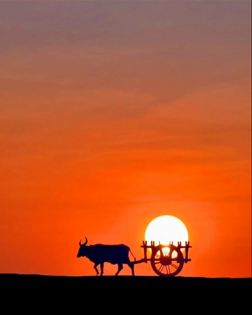 Sunset Stories: 10 Pics Of People’s Silhouettes, Plants And Insects By Aaditya Bhat