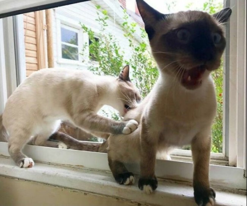 Tan diferente, pero tan similar: 22 fotos divertidas con animales