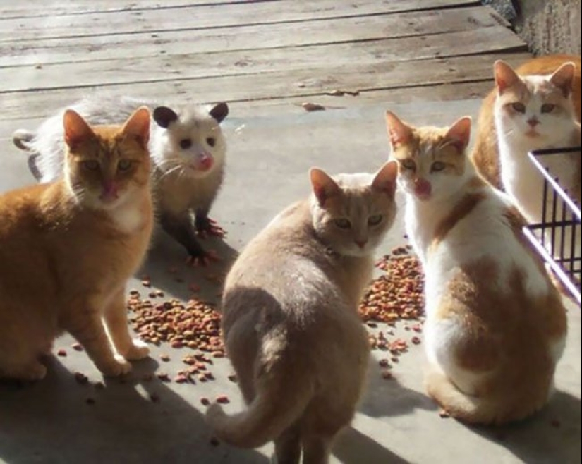 Tan diferente, pero tan similar: 22 fotos divertidas con animales