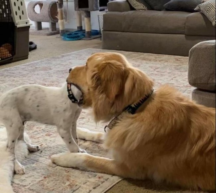 Tan diferente, pero tan similar: 22 fotos divertidas con animales