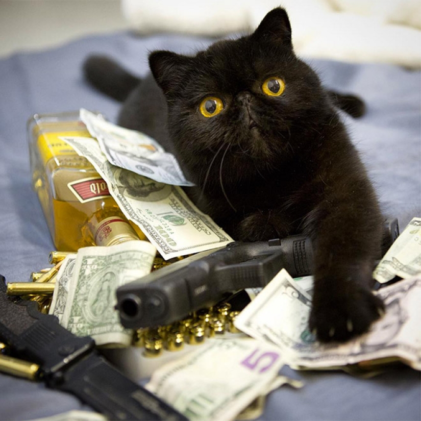 Tarjetas, dinero, dos barril: 20 gangsteritto fotos de instagram Tarjetas, dinero, dos barril: 20 gangsteritto fotos de instagram