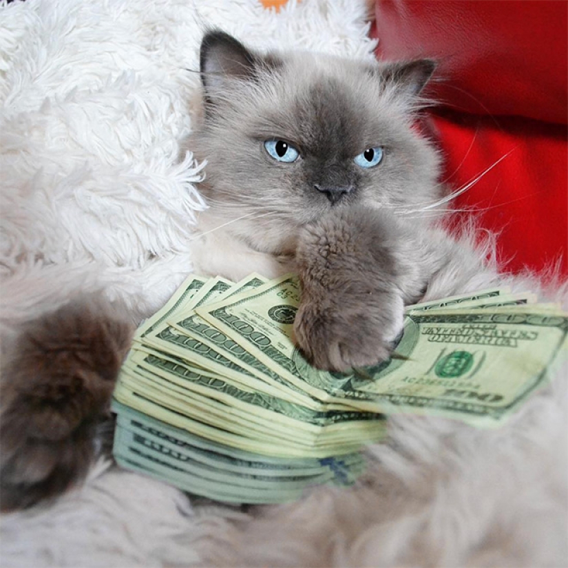 Tarjetas, dinero, dos barril: 20 gangsteritto fotos de instagram Tarjetas, dinero, dos barril: 20 gangsteritto fotos de instagram