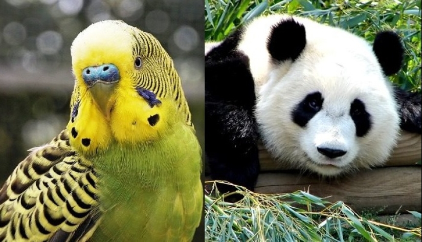 Test yourself: interesting questions about animals with answers
