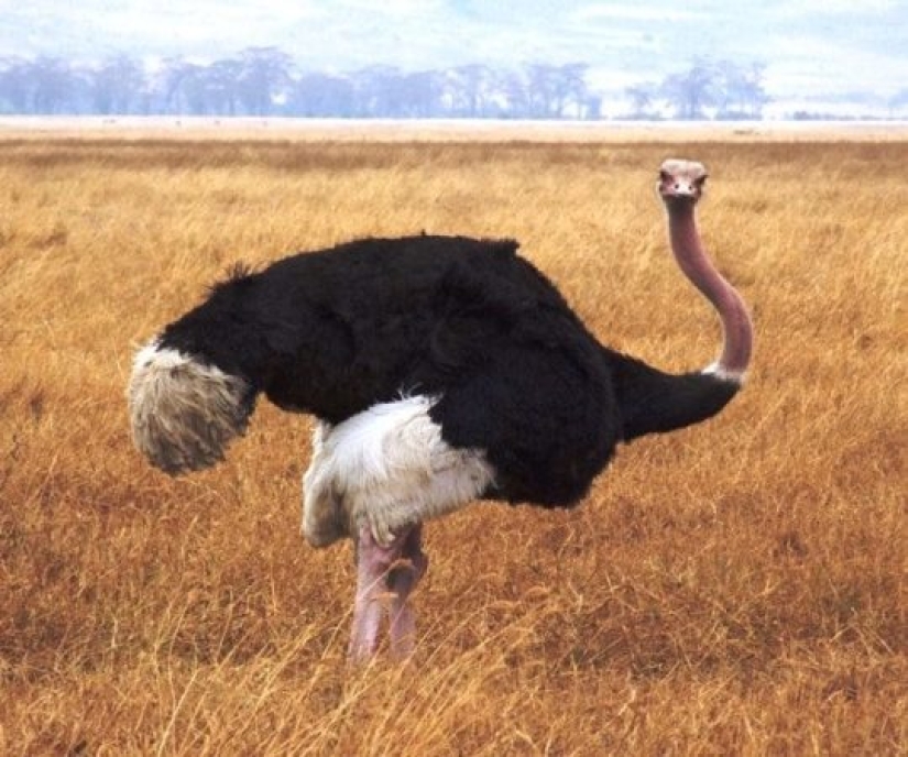 Test yourself: interesting questions about animals with answers