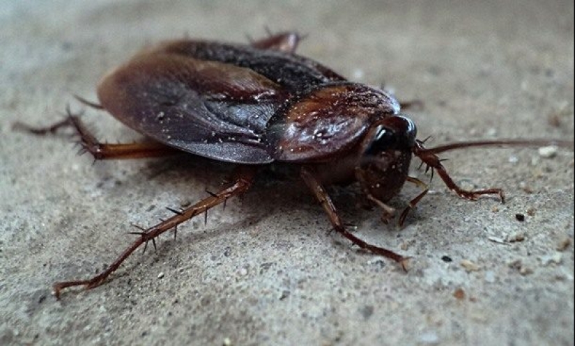 Test yourself: interesting questions about animals with answers