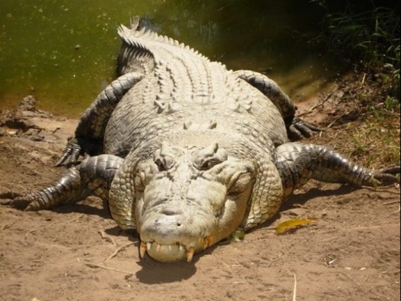 Test yourself: interesting questions about animals with answers