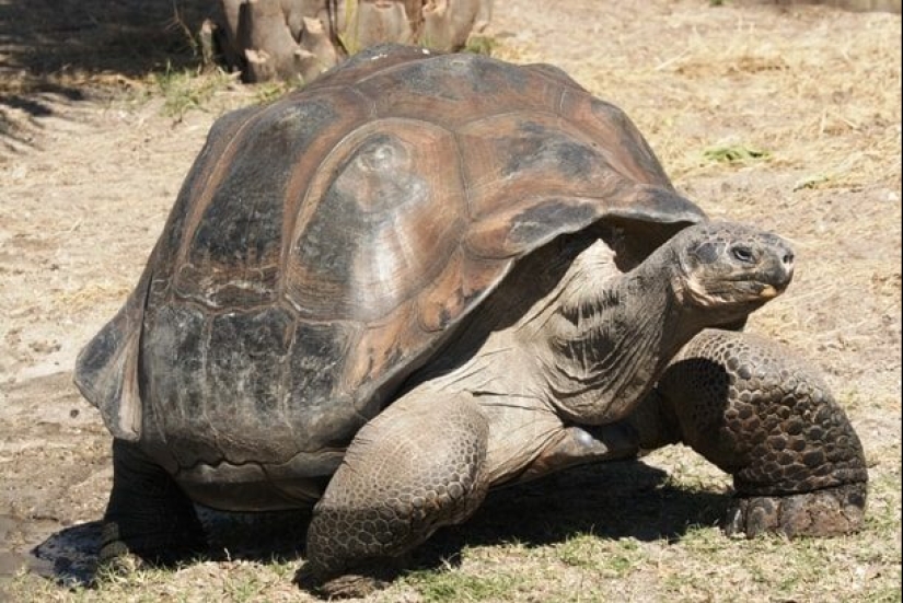 Test yourself: interesting questions about animals with answers
