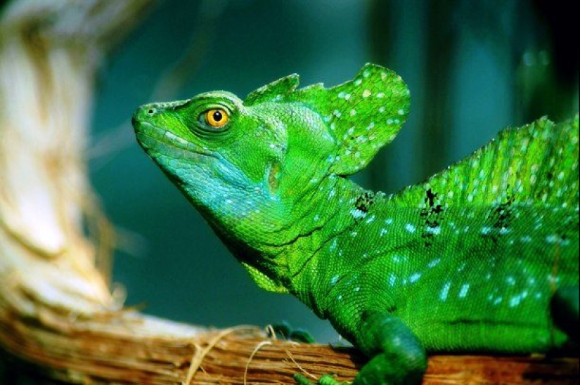 Test yourself: interesting questions about animals with answers