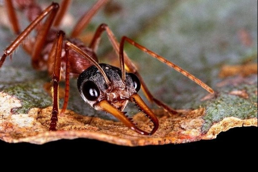 Test yourself: interesting questions about animals with answers
