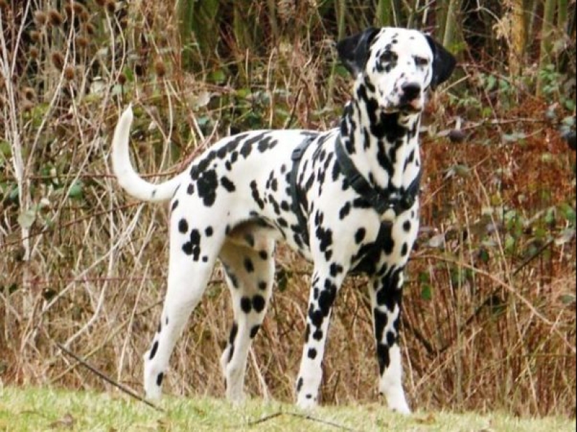 Test yourself: interesting questions about animals with answers