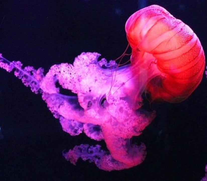 Test yourself: interesting questions about animals with answers