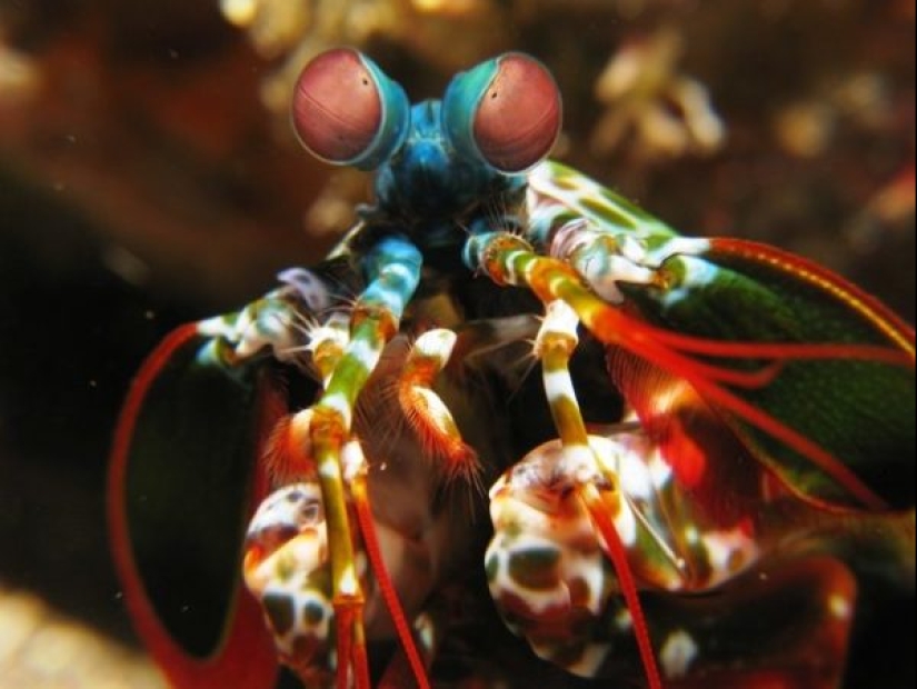 Test yourself: interesting questions about animals with answers