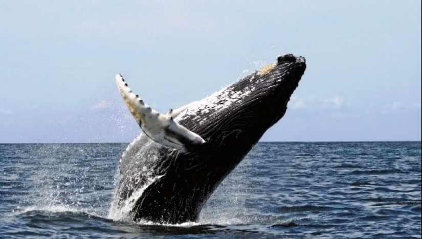 Test yourself: interesting questions about animals with answers