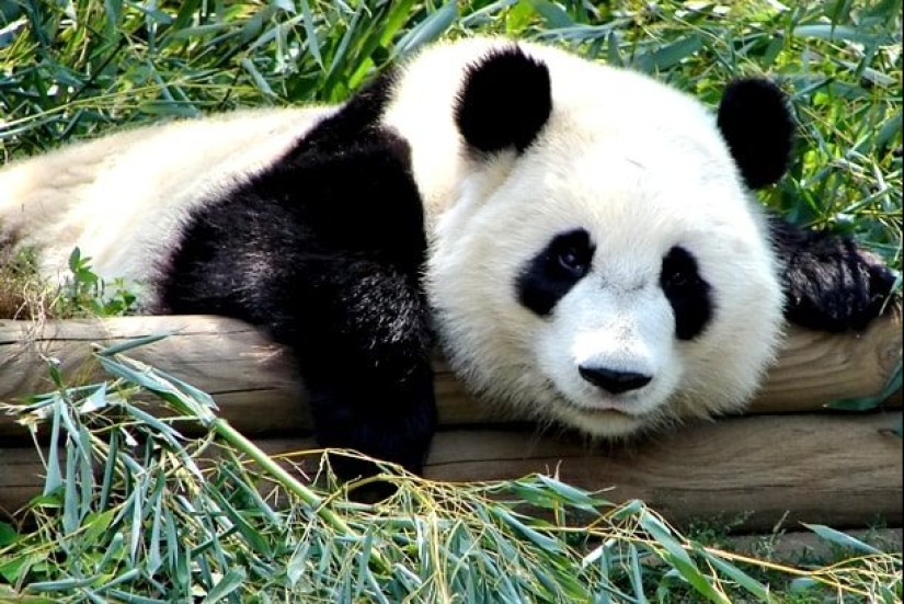 Test yourself: interesting questions about animals with answers