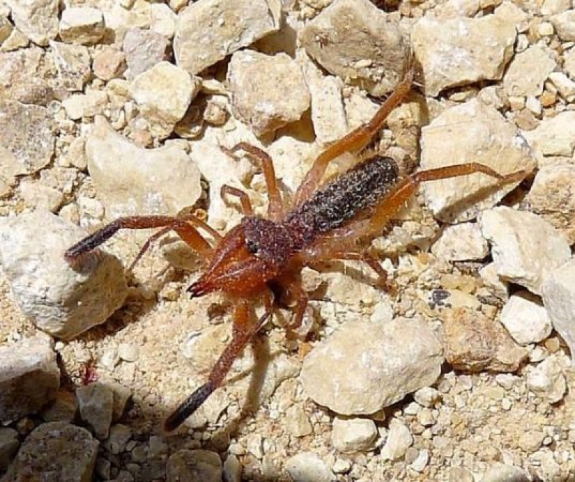 Test yourself: interesting questions about animals with answers