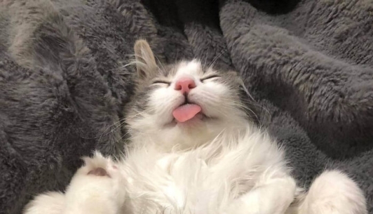 “That’s Just Not Right”: 50 Times Cats Were Acting So Weird, Owners Just Had To Take A Pic