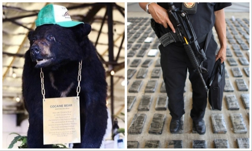 The amazing story of the Cocaine Bear — a bear who ate 34 kilos of smuggled cocaine
