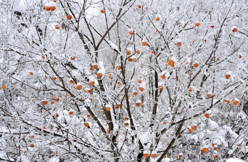 The beauty of winter The beauty of winter