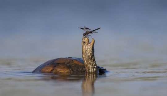 The Best 15 Photographs Of 2024, As Shared By Siena International Photo Awards The Best 15 Photographs Of 2024, As Shared By Siena International Photo Awards