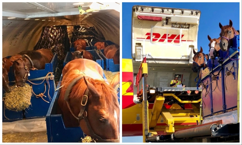 The herd goes to the sky: how horses are transported on airplanes