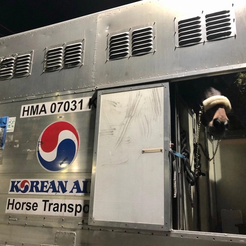 The herd goes to the sky: how horses are transported on airplanes