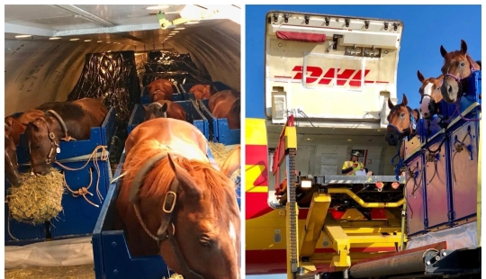 The herd goes to the sky: how horses are transported on airplanes The herd goes to the sky: how horses are transported on airplanes