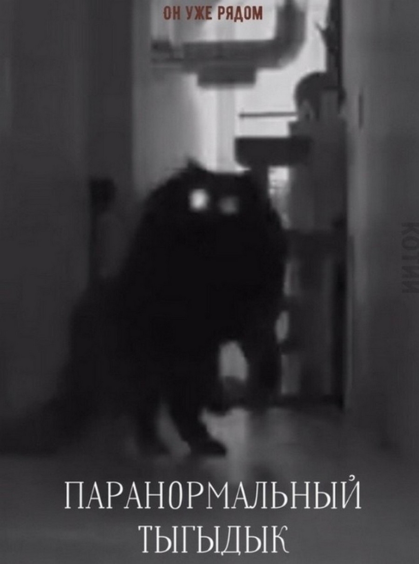 The Lord gets the last of the trays Kus! Posters of box office hits with cats in the lead roles The Lord gets the last of the trays Kus! Posters of box office hits with cats in the lead roles