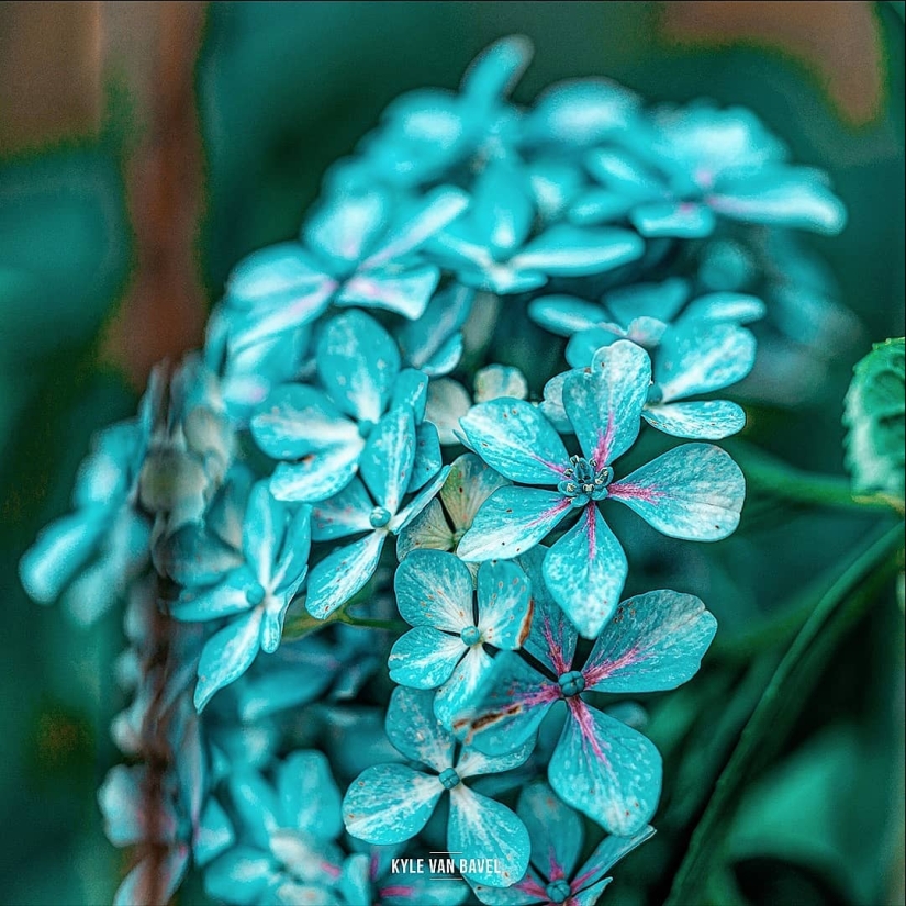 The magic of macrophotography: beautiful flowers and insects in the lens Kyle van Bavel