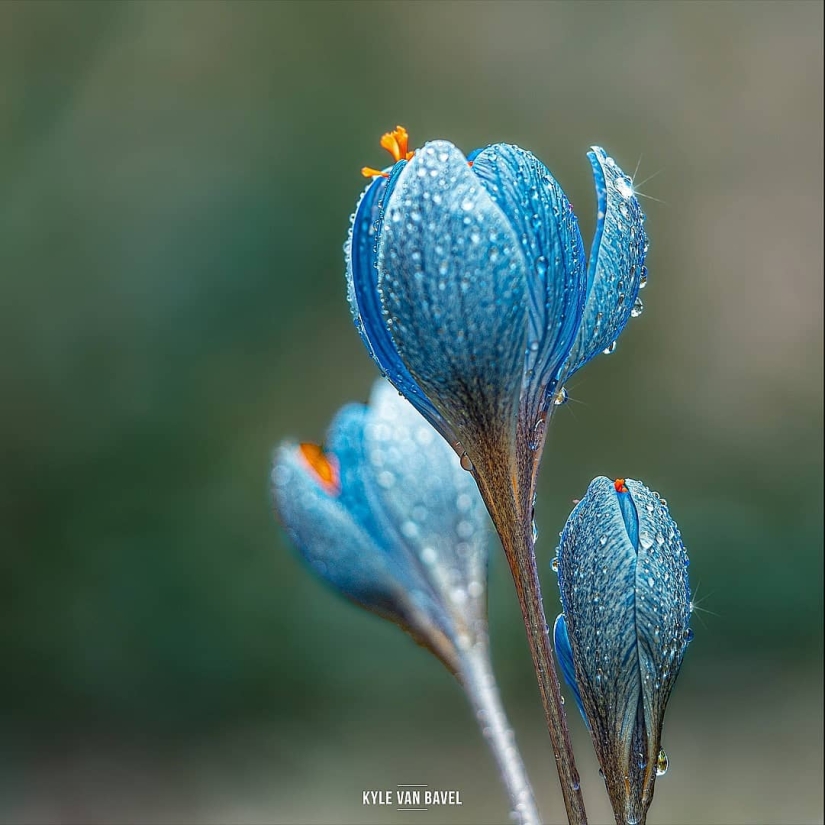 The magic of macrophotography: beautiful flowers and insects in the lens Kyle van Bavel