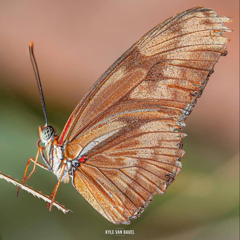 The magic of macrophotography: beautiful flowers and insects in the lens Kyle van Bavel