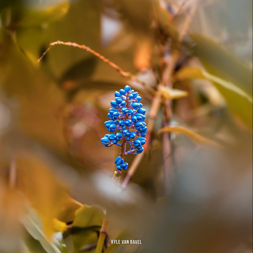 The magic of macrophotography: beautiful flowers and insects in the lens Kyle van Bavel