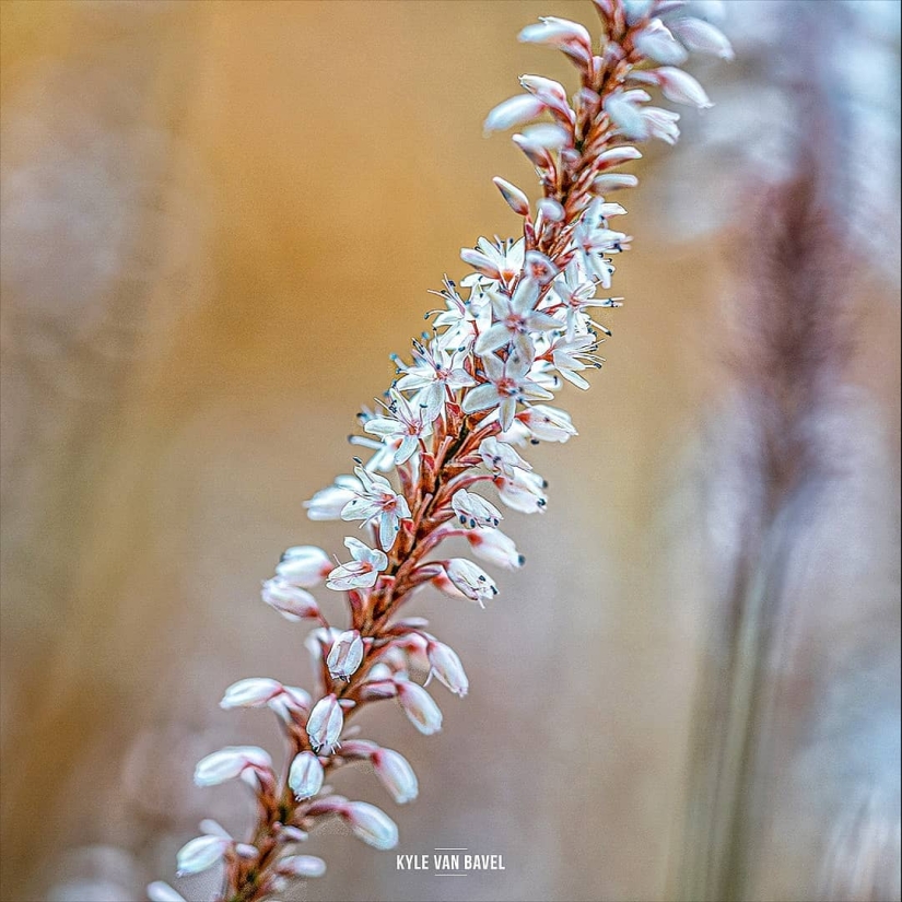 The magic of macrophotography: beautiful flowers and insects in the lens Kyle van Bavel