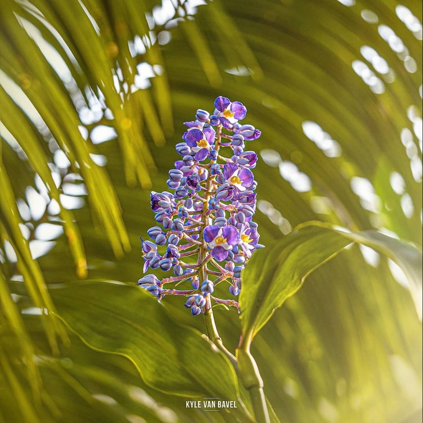 The magic of macrophotography: beautiful flowers and insects in the lens Kyle van Bavel