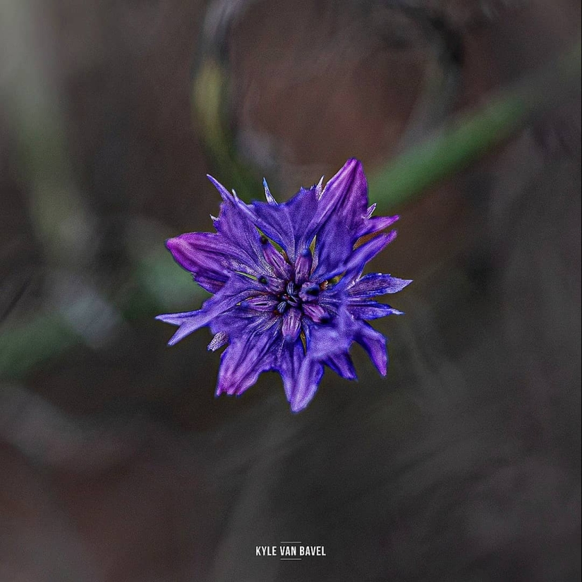 The magic of macrophotography: beautiful flowers and insects in the lens Kyle van Bavel