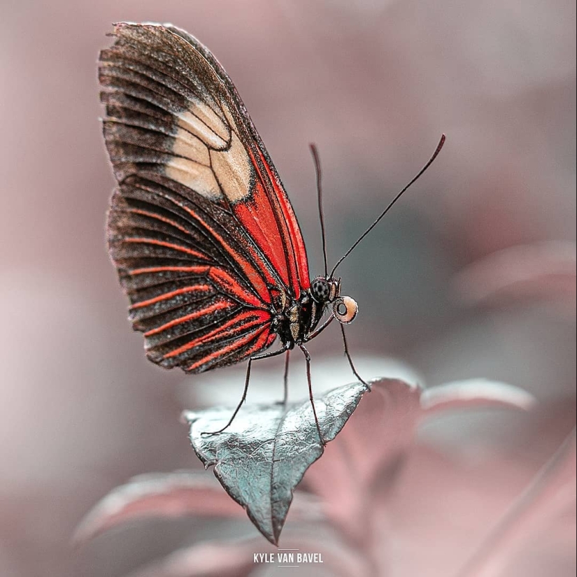 The magic of macrophotography: beautiful flowers and insects in the lens Kyle van Bavel