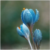 The magic of macrophotography: beautiful flowers and insects in the lens Kyle van Bavel The magic of macrophotography: beautiful flowers and insects in the lens Kyle van Bavel