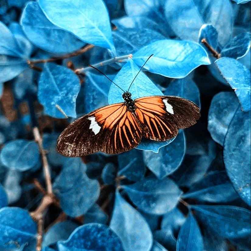 The magic of macrophotography: beautiful flowers and insects in the lens Kyle van Bavel