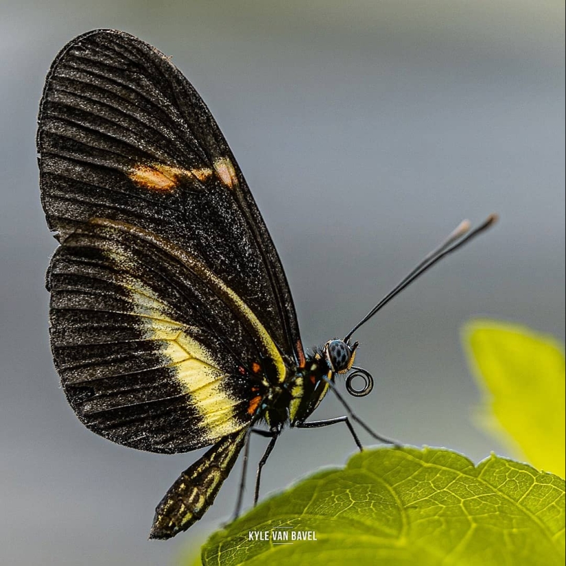 The magic of macrophotography: beautiful flowers and insects in the lens Kyle van Bavel
