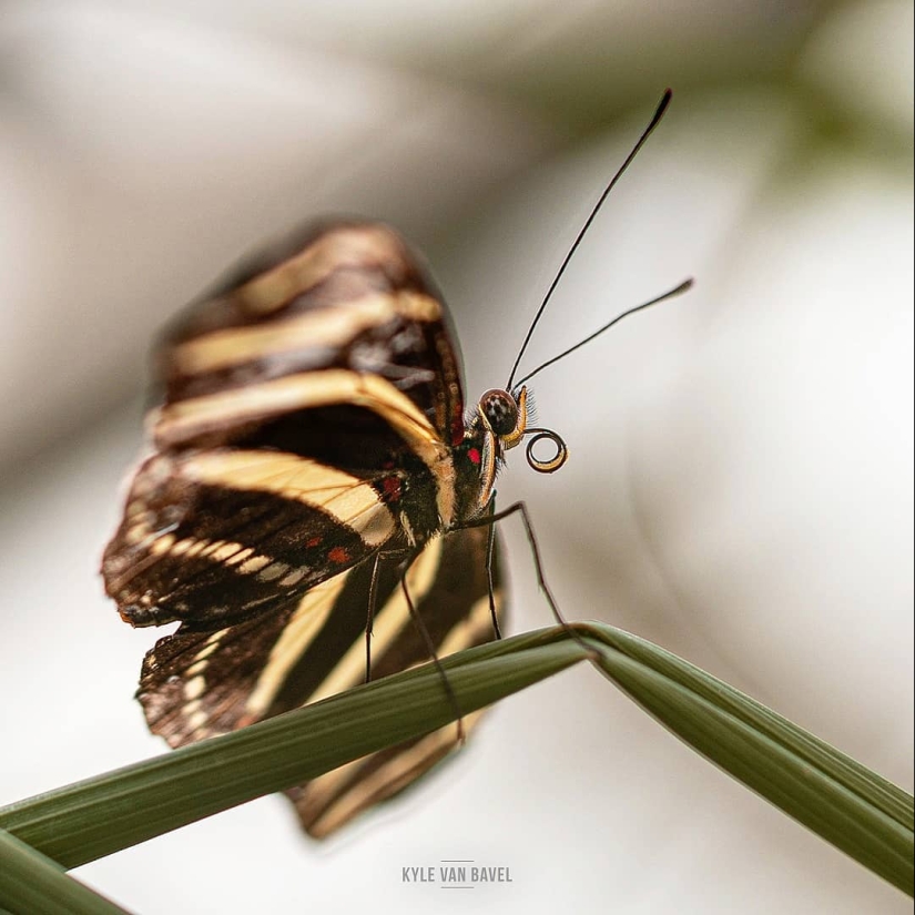 The magic of macrophotography: beautiful flowers and insects in the lens Kyle van Bavel