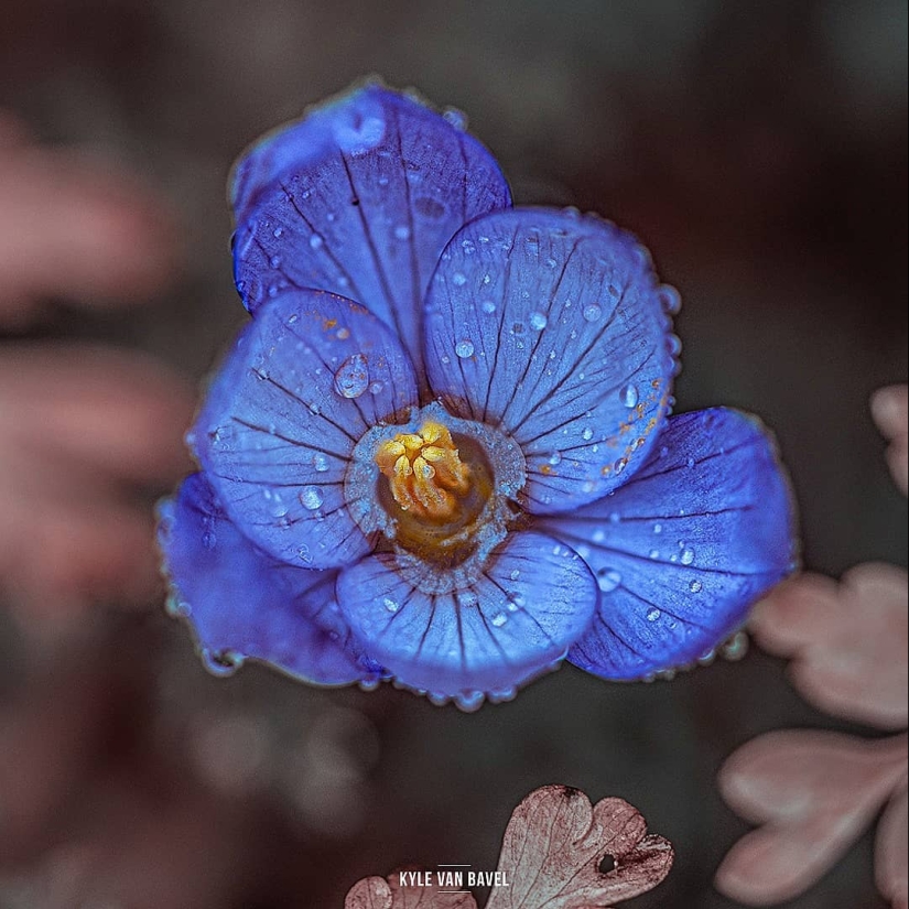 The magic of macrophotography: beautiful flowers and insects in the lens Kyle van Bavel