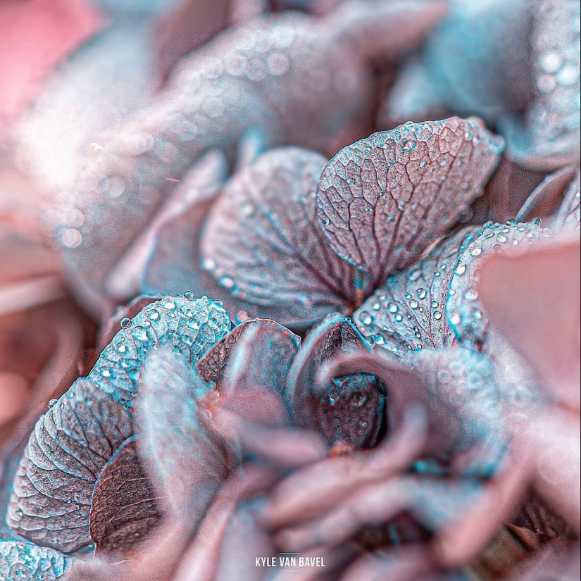 The magic of macrophotography: beautiful flowers and insects in the lens Kyle van Bavel