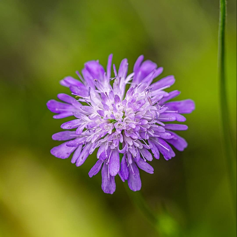 The magic of macrophotography: beautiful flowers and insects in the lens Kyle van Bavel