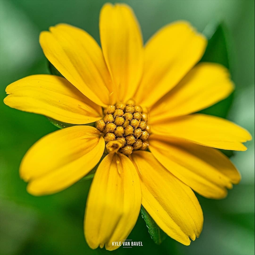The magic of macrophotography: beautiful flowers and insects in the lens Kyle van Bavel