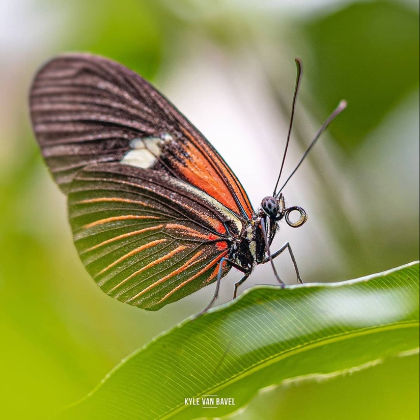 The magic of macrophotography: beautiful flowers and insects in the lens Kyle van Bavel
