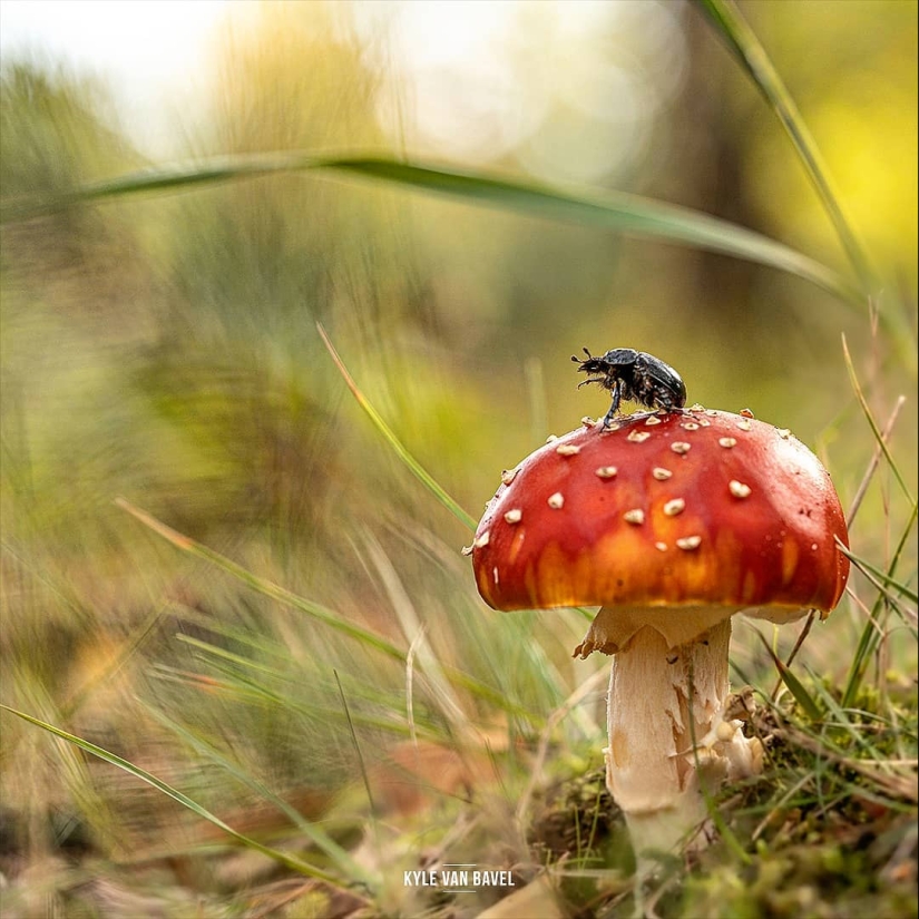 The magic of macrophotography: beautiful flowers and insects in the lens Kyle van Bavel