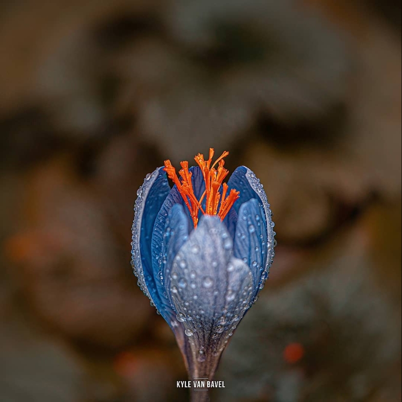 The magic of macrophotography: beautiful flowers and insects in the lens Kyle van Bavel