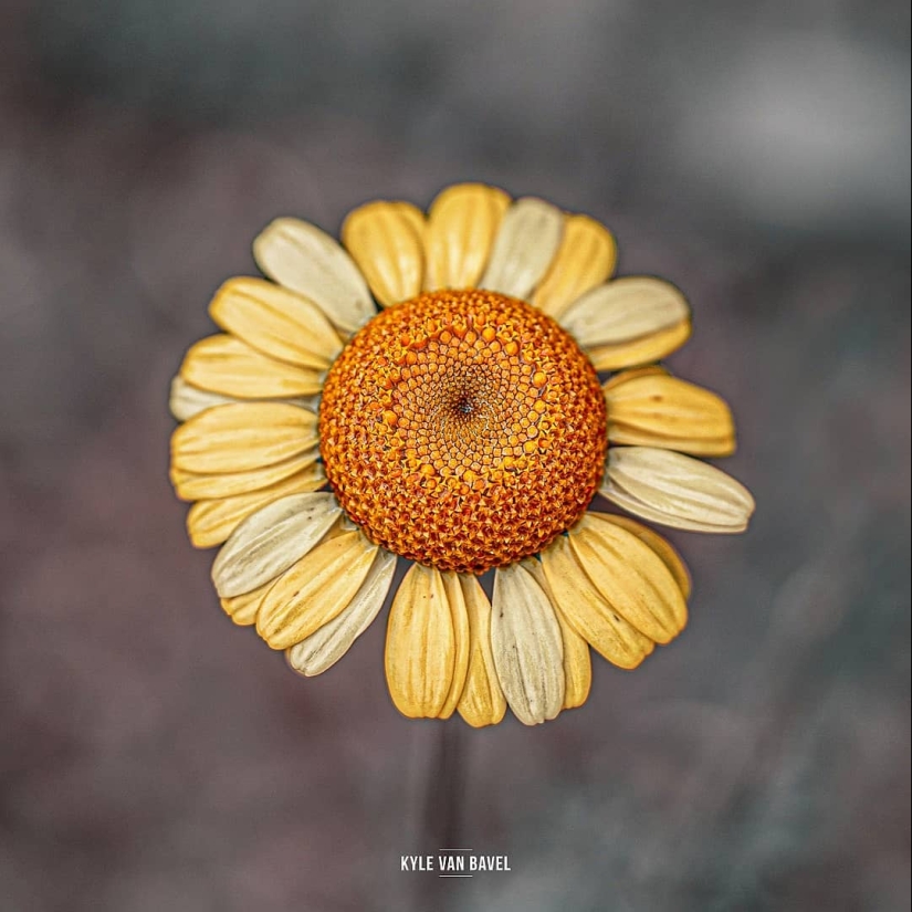 The magic of macrophotography: beautiful flowers and insects in the lens Kyle van Bavel