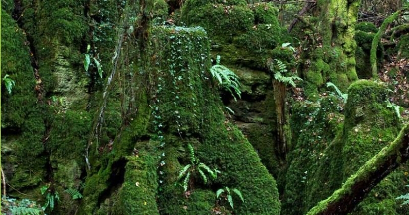 The mysterious Puzzlewood forest, which gave inspiration to Tolkien himself The mysterious Puzzlewood forest, which gave inspiration to Tolkien himself